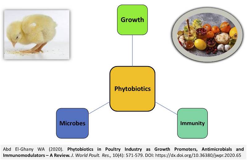 10-Phytobiotics_in_Poultry_Industry--