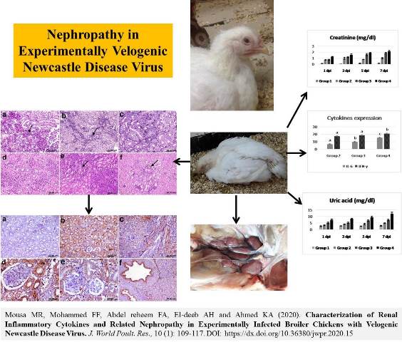 1193_0-Renal_Inflammatory_Cytokines_and_Nephropathy_in_Infected_Broiler