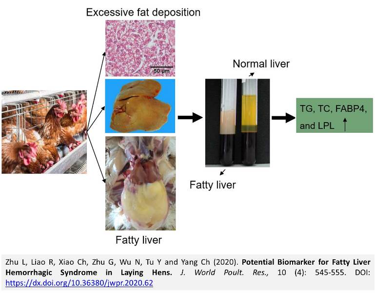 1257-Biomarker_for_Fatty_Liver_Hemorrhagic_in_Laying_Hens--