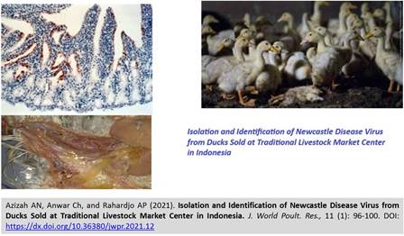 1400-27_-_Newcastle_Disease_Virus_from_Ducks