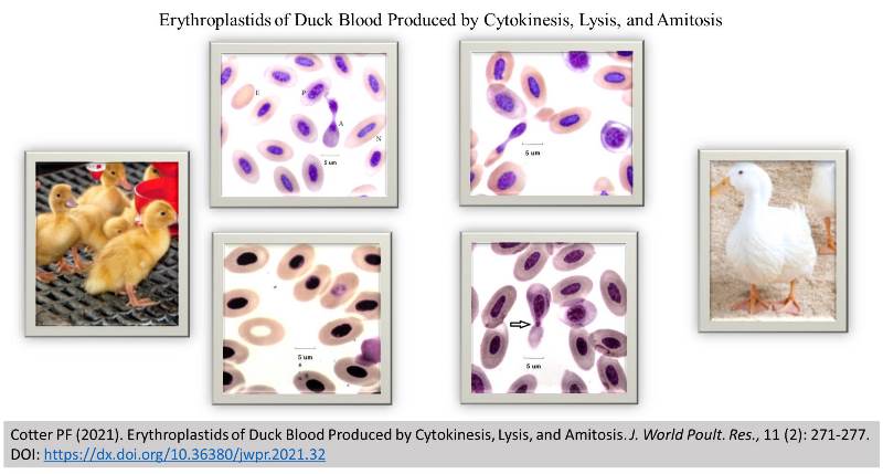 54-Erythroplastids_of_Duck_Blood_by_Cytokinesis_Lysis_Amitosis