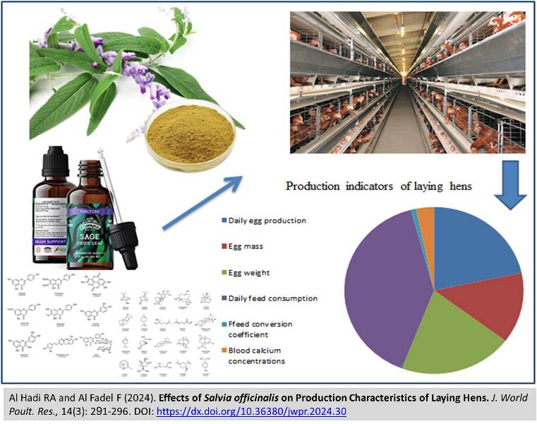 1300-Salvia_officinalis