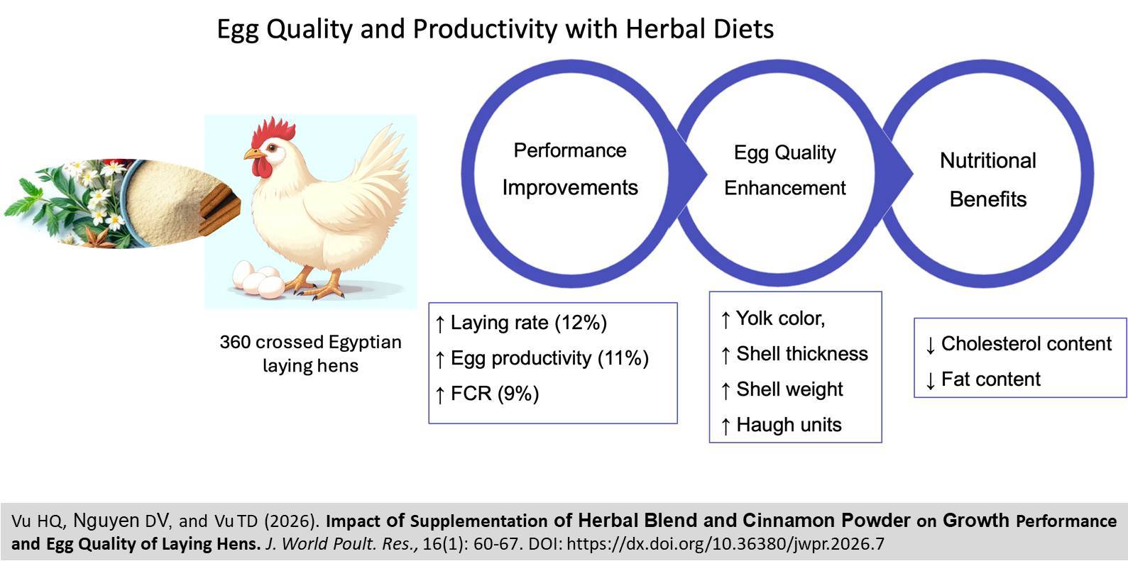 488-Herbal_Blend_and_Cinnamon_Powder_on_Laying_Hens