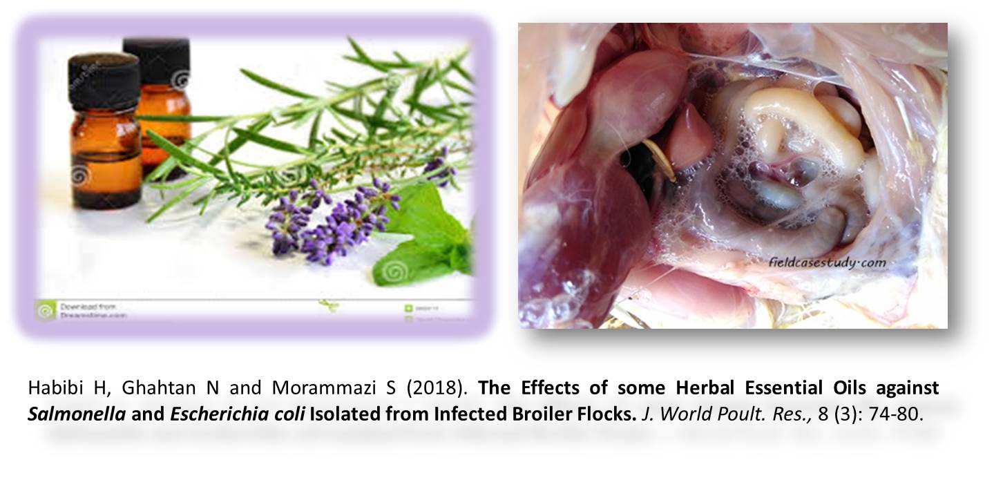 Herbal_Essential_Oils_against_Salmonella_and_Escherichia_coli_-JWPR_XX99--