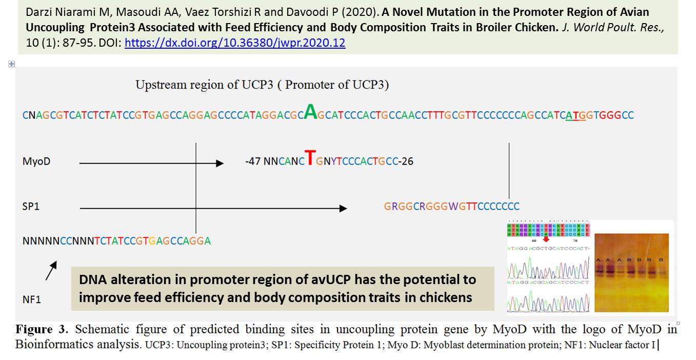 1130_Novel_Mutation_in_the_Promoter_Region_of_Avian_Uncoupling_Protein3
