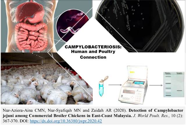 1175-Campylobacter_jejuni