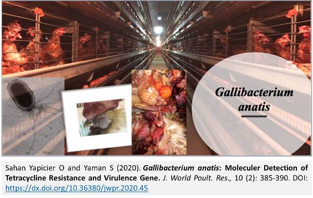 1210-_Gallibacterium_anatis_--