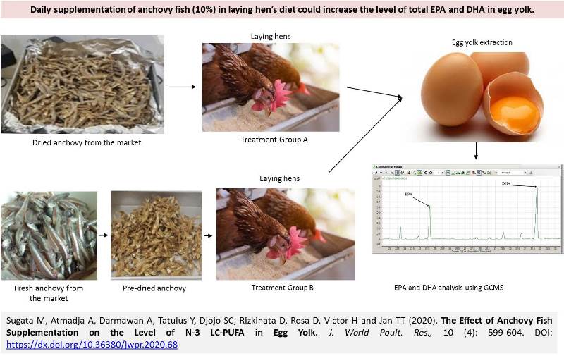 1254-Anchovy_Fish_on_N-3_LC-PUFA_in_Egg_Yolk--