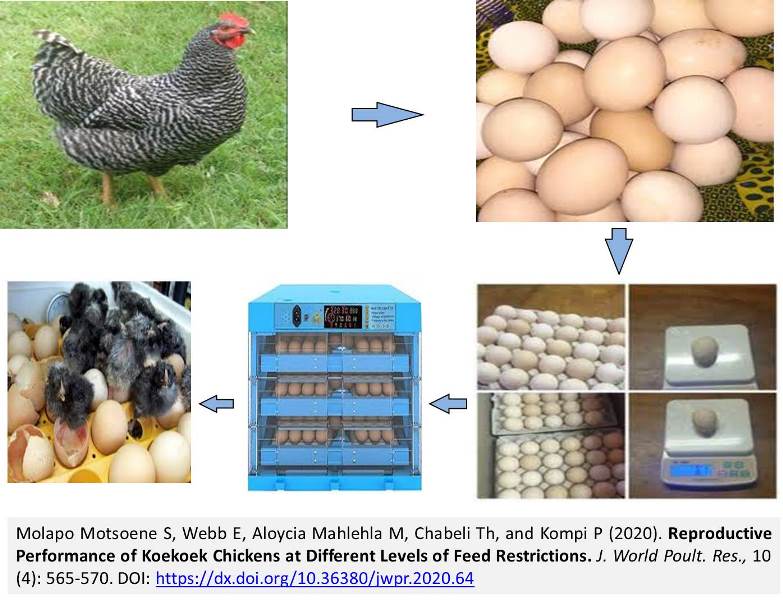 13-Reproductive_Performance_of_Koekoek_Chickens--