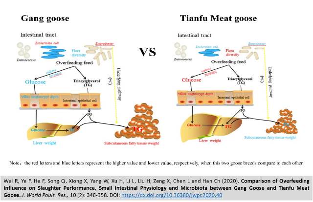 1300_-_Overfeeding_in_Gang_Goose_vs._Tianfu_Goose