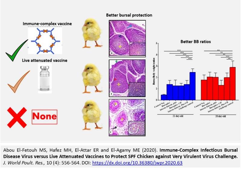 8-Immune-Complex_Infectious_Bursal_Disease_Virus--