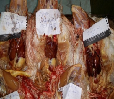 Antimycotoxins_for_Controlling_Mycotoxicosis_in_Broiler---