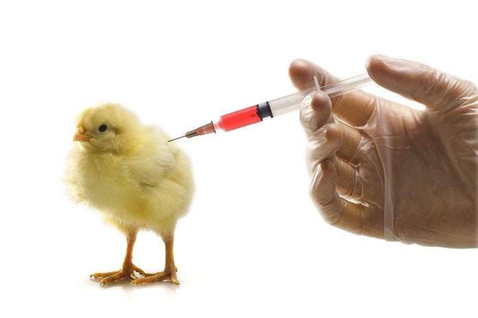 Live_Poultry_Vaccines