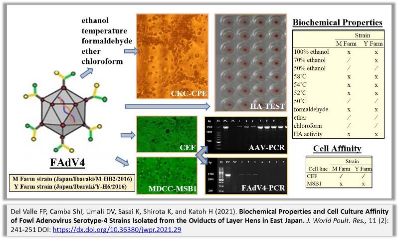 1273-Cell_Culture_Affinity_of_Fowl_Adenovirus_Serotype-4_Strains_of_Layer