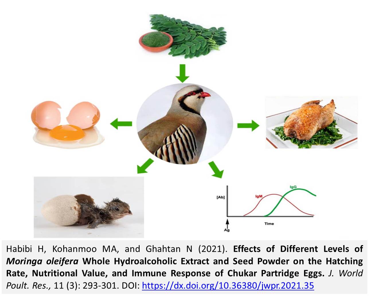 1277-Moringa_oleifera_on_Hatching_Rate_and_Immune_Response_of_Chukar_Partridge_Eggs