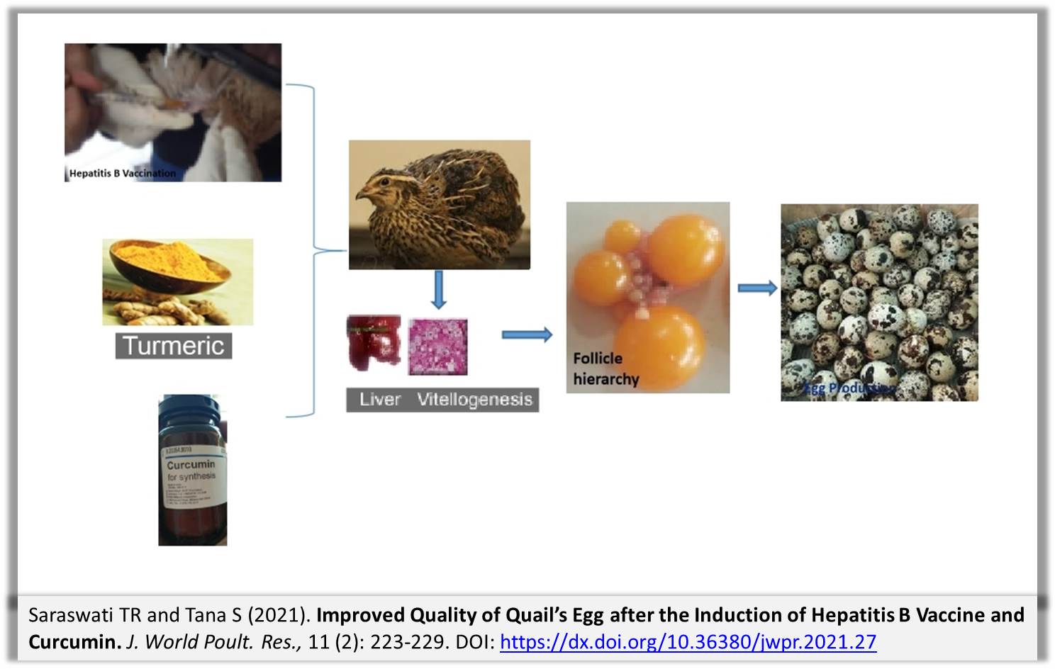 1300-8-Quality_of_Quails_Egg_after_the_Induction_of_Hepatitis_B_Vaccine_and_Curcumin