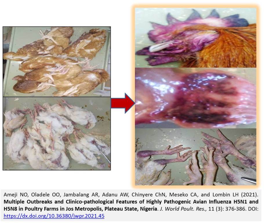 1600-4-Highly_Pathogenic_Avian_Influenza_H5N1_and_H5N8_in_Poultry