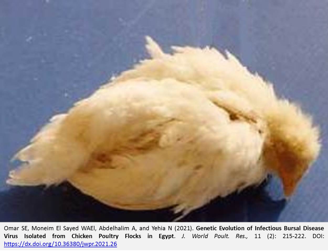 28-Genetic_Evolution_of_Infectious_Bursal_Disease_Virus_Isolated_from_Chicken