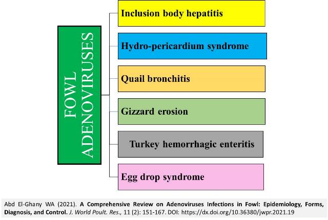 32-Adenoviruses_Infections_in_Fowl