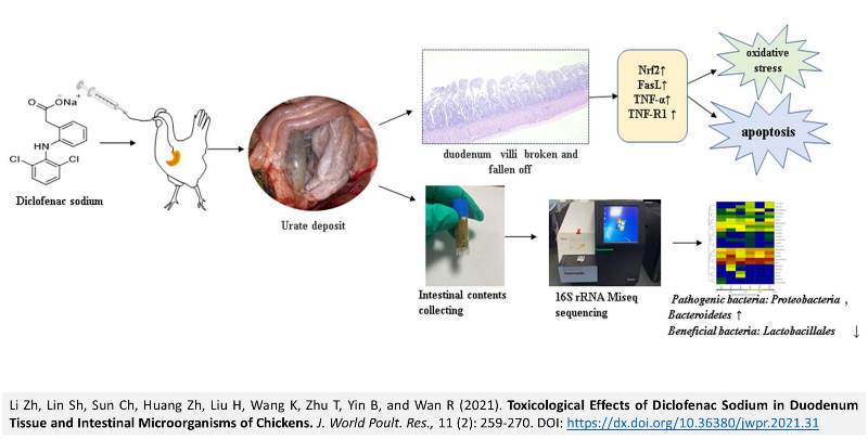 45-Diclofenac_Sodium_in_Duodenum_of_Chickens