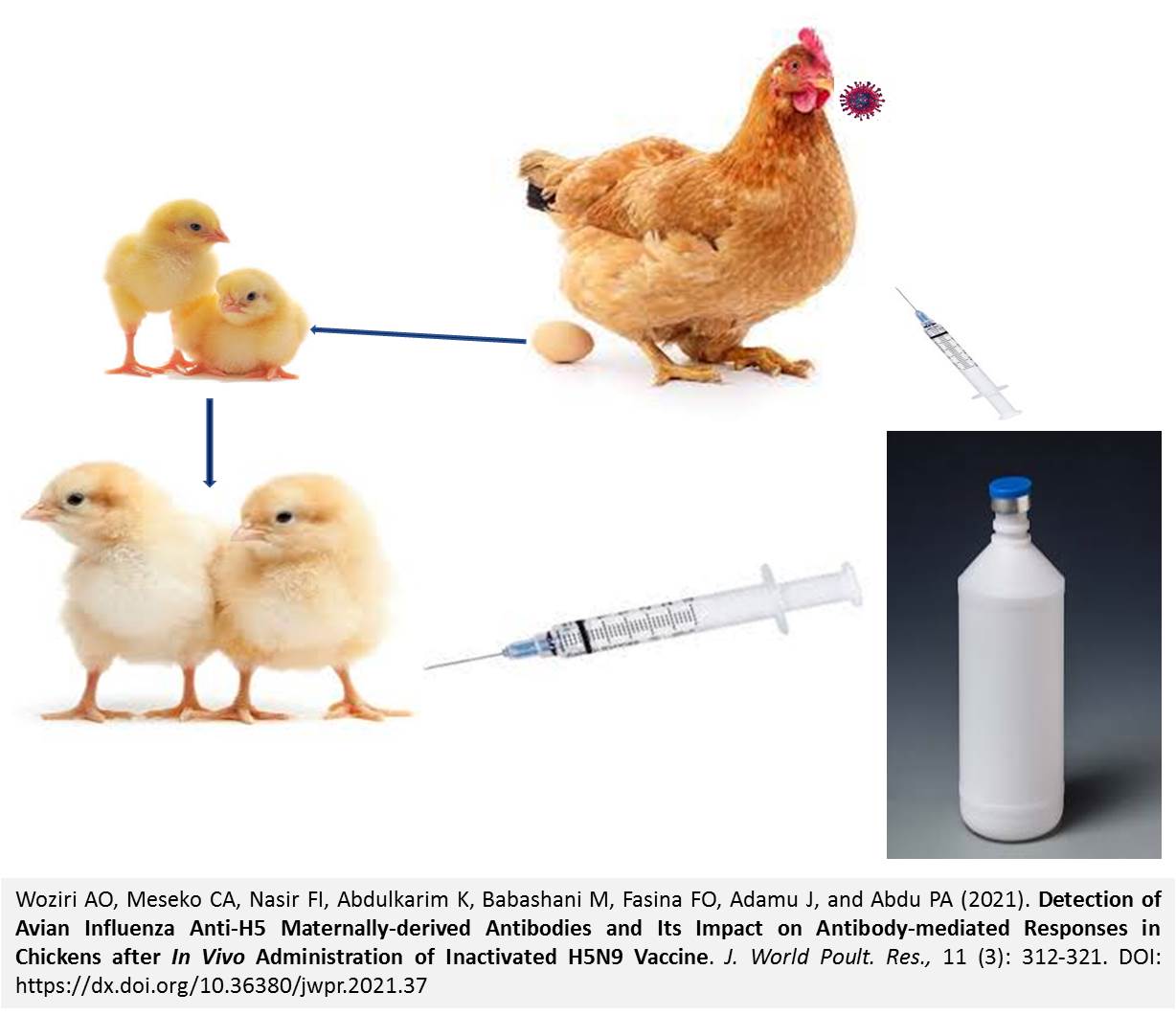 48--Avian_Influenza_Anti-H5_Maternally-derived_Antibodies