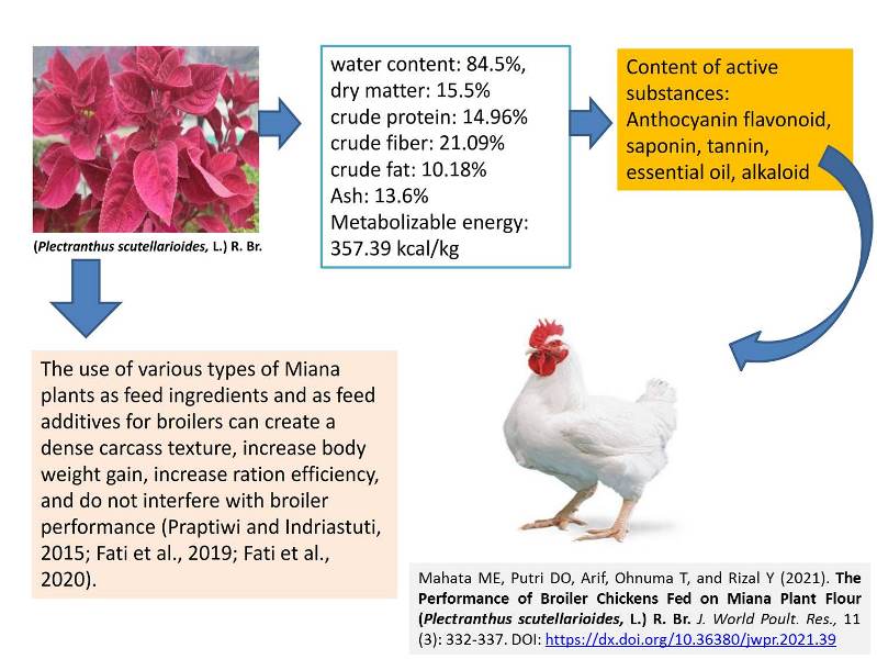 51-Broiler_Fed_Plectranthus_scutellarioides_L