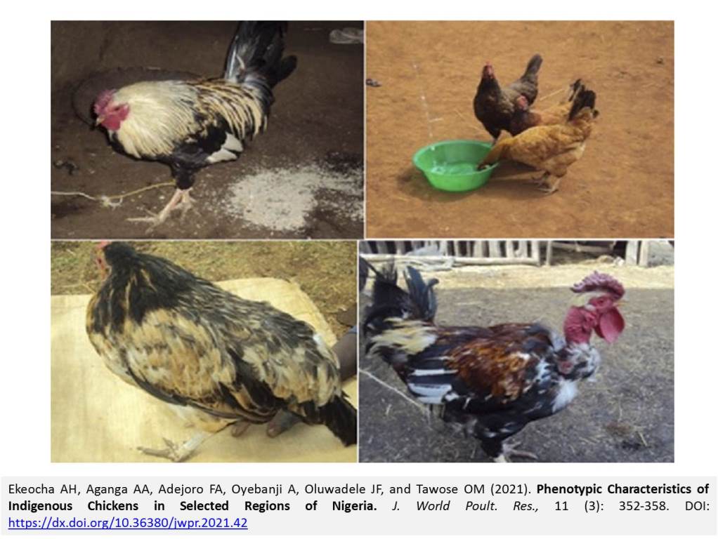 64-Indigenous_Chickens_in_Nigeria