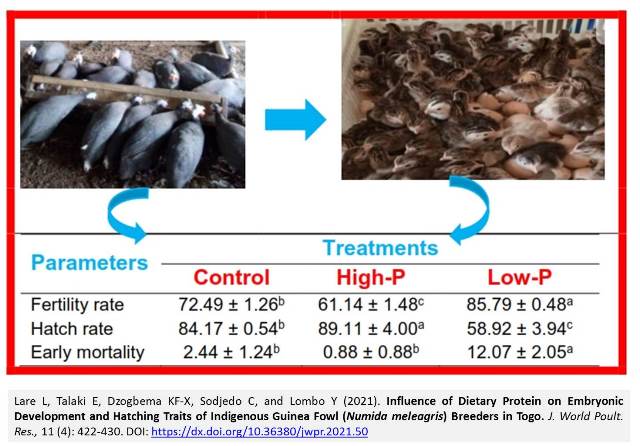 69-_Embryonic_Development_of_Guinea_Fowl