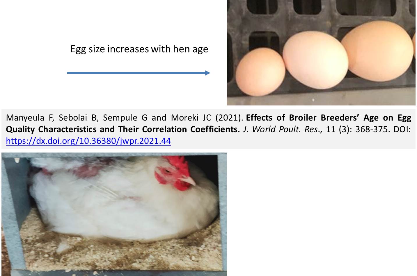 76-Broiler_Breeders_Age_on_Egg_Quality