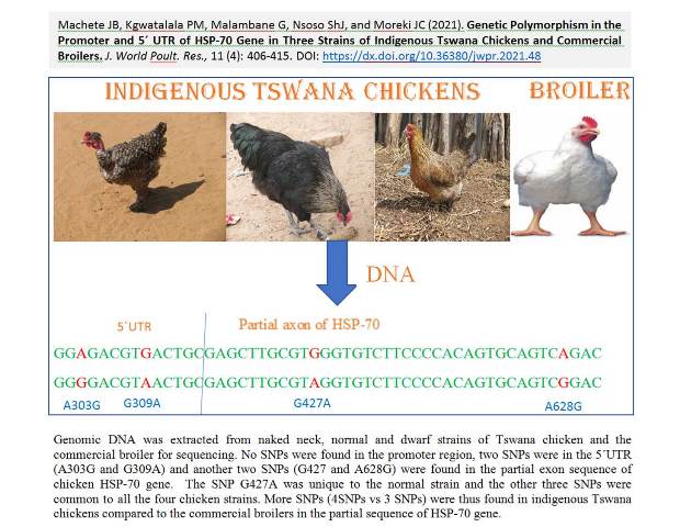 85-Polymorphism_in_the_Promoter_and_5_UTR_of_HSP-70_Gene