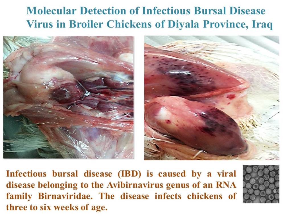 86-Bursal_Disease_Virus_in_Broiler