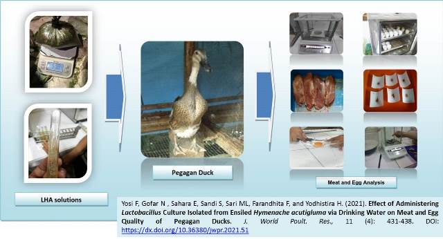 89--Lactobacillus_Culture