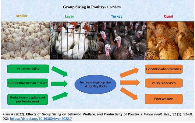 106-Group_Sizing_on_of_Poultry