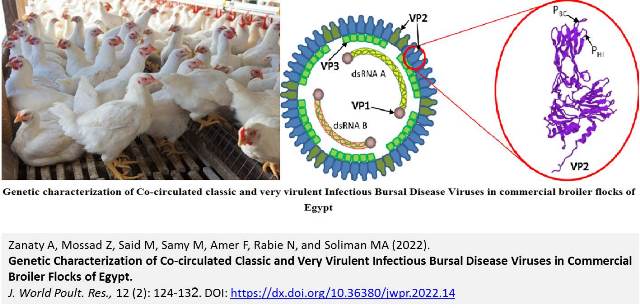 120-Infectious_Bursal_Disease_Viruses_in_Broiler