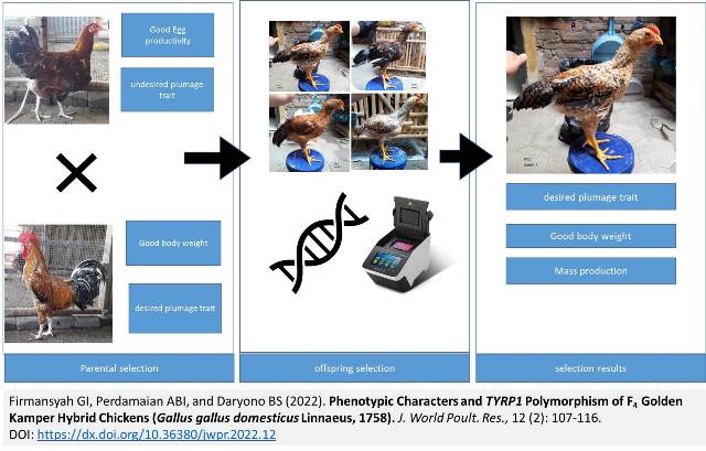 1286-TYRP1_Polymorphism_of_F4_Chickens