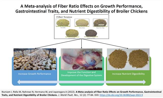 141-Fiber_Ratio_Effects_on_broiler