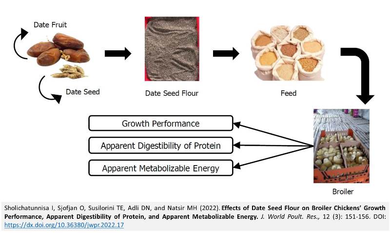 143-Effects_of_Date_Seed_Flour_on_Broiler