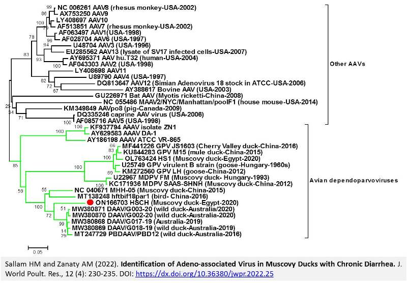 157-Adeno-associated_Virus_in_Muscovy_Ducks