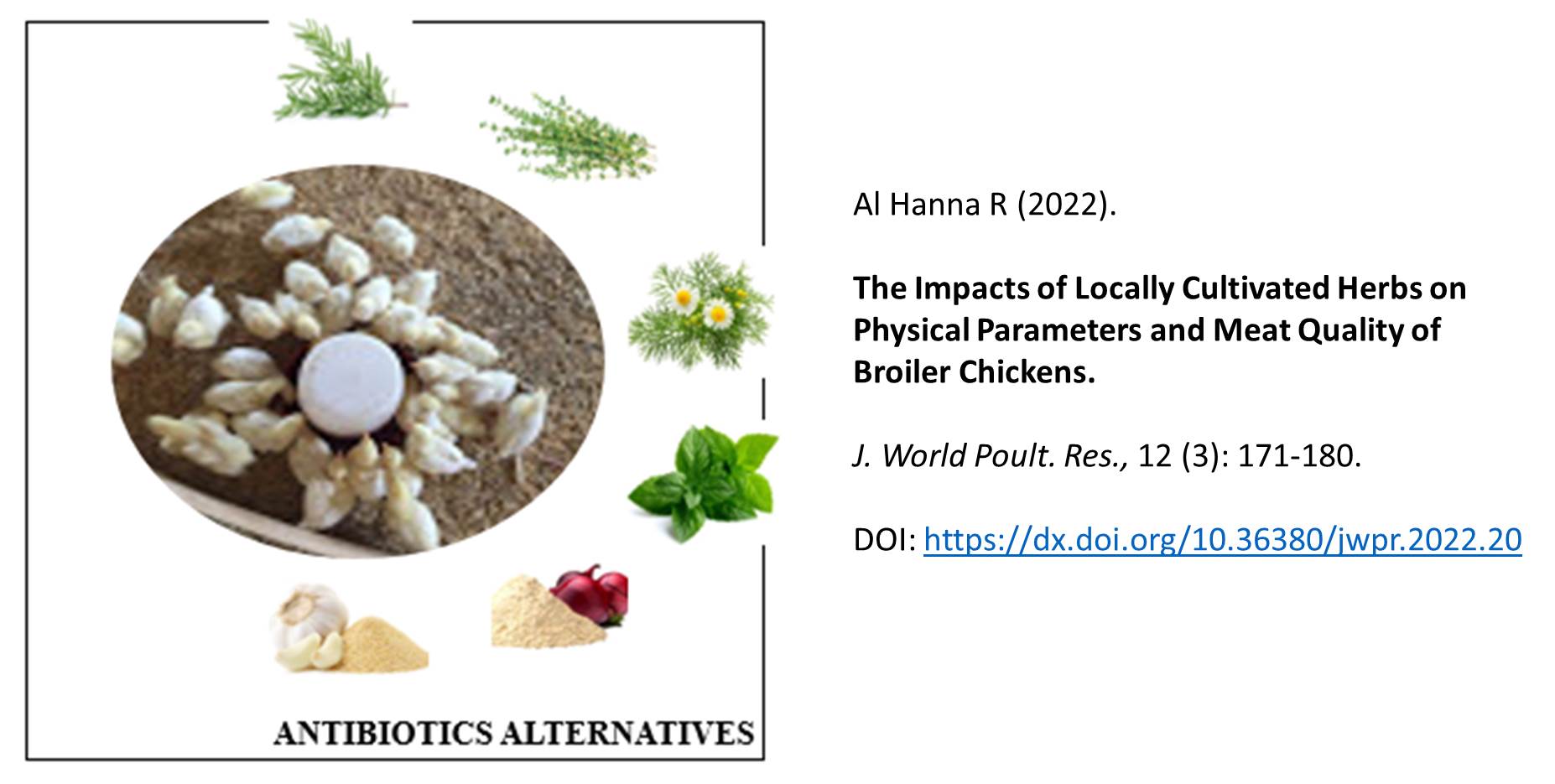 165-Impacts_of_Locally_Cultivated_Herbs_on_Meat_Quality_of_Broiler_Chickens