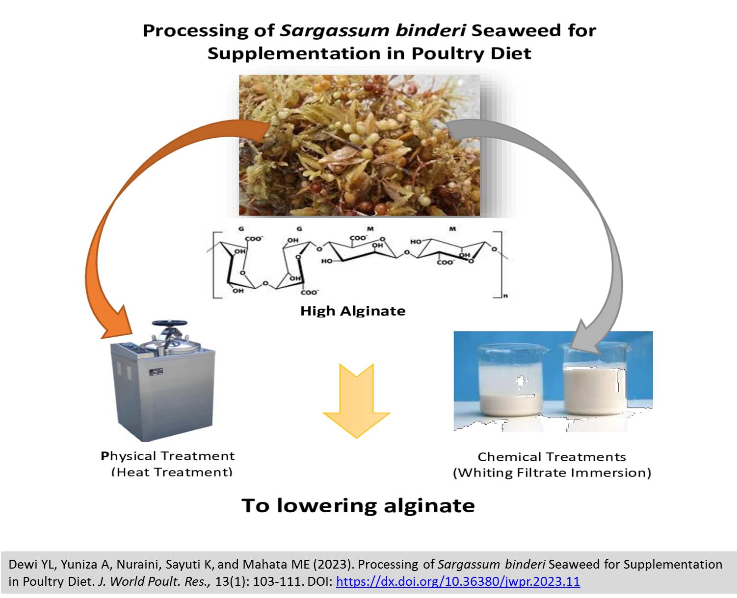 135-Sargassum_binderi_Seaweed_for_Supplementation_in_Poultry_Diet