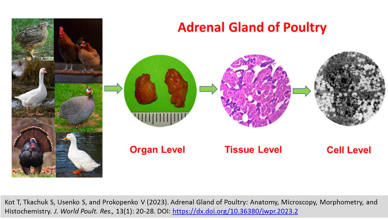 178-Adrenal_Gland_of_Poultry