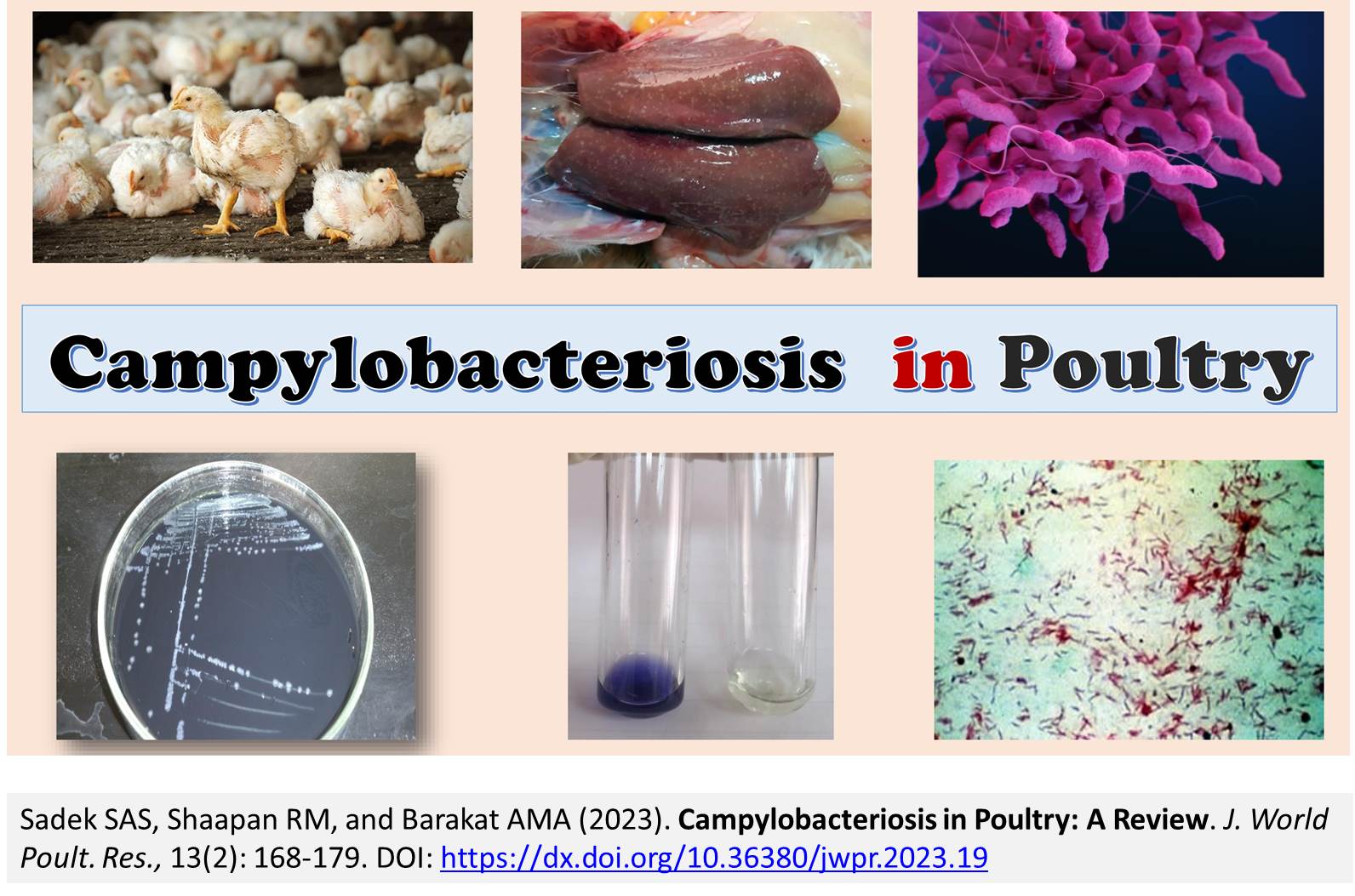 187-Campylobacteriosis_in_Poultry
