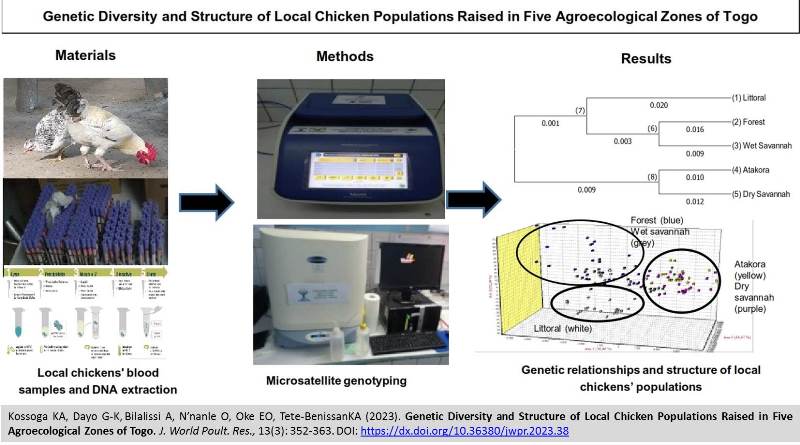 226-Local_Chicken