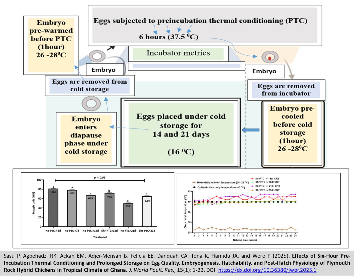 365-Effects_of_Six-Hour_Pre-Incubation_Thermal_Conditioning_and_Prolonged_Storage_on_Egg_Quality