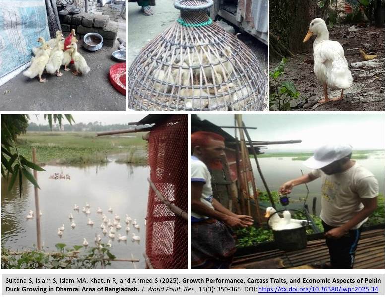 402-Pekin_Duck_Growing