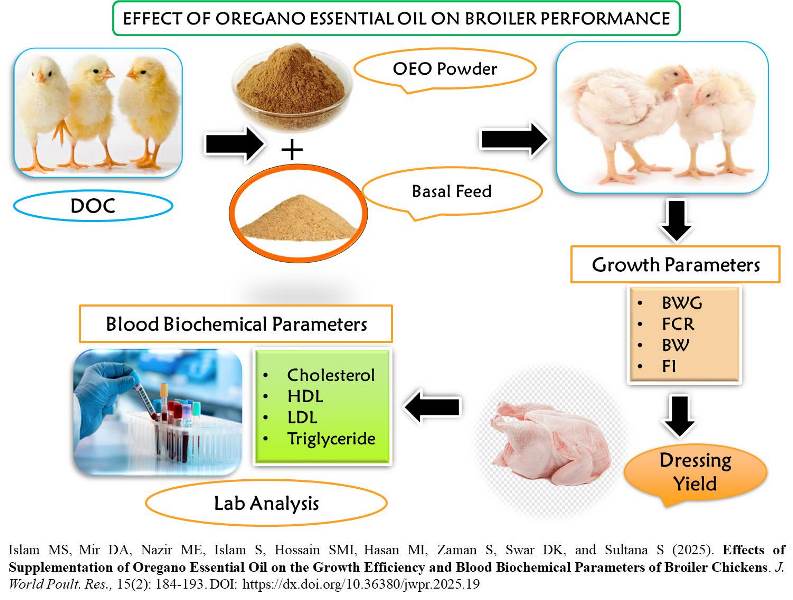 405-Oregano_Essential_Oil