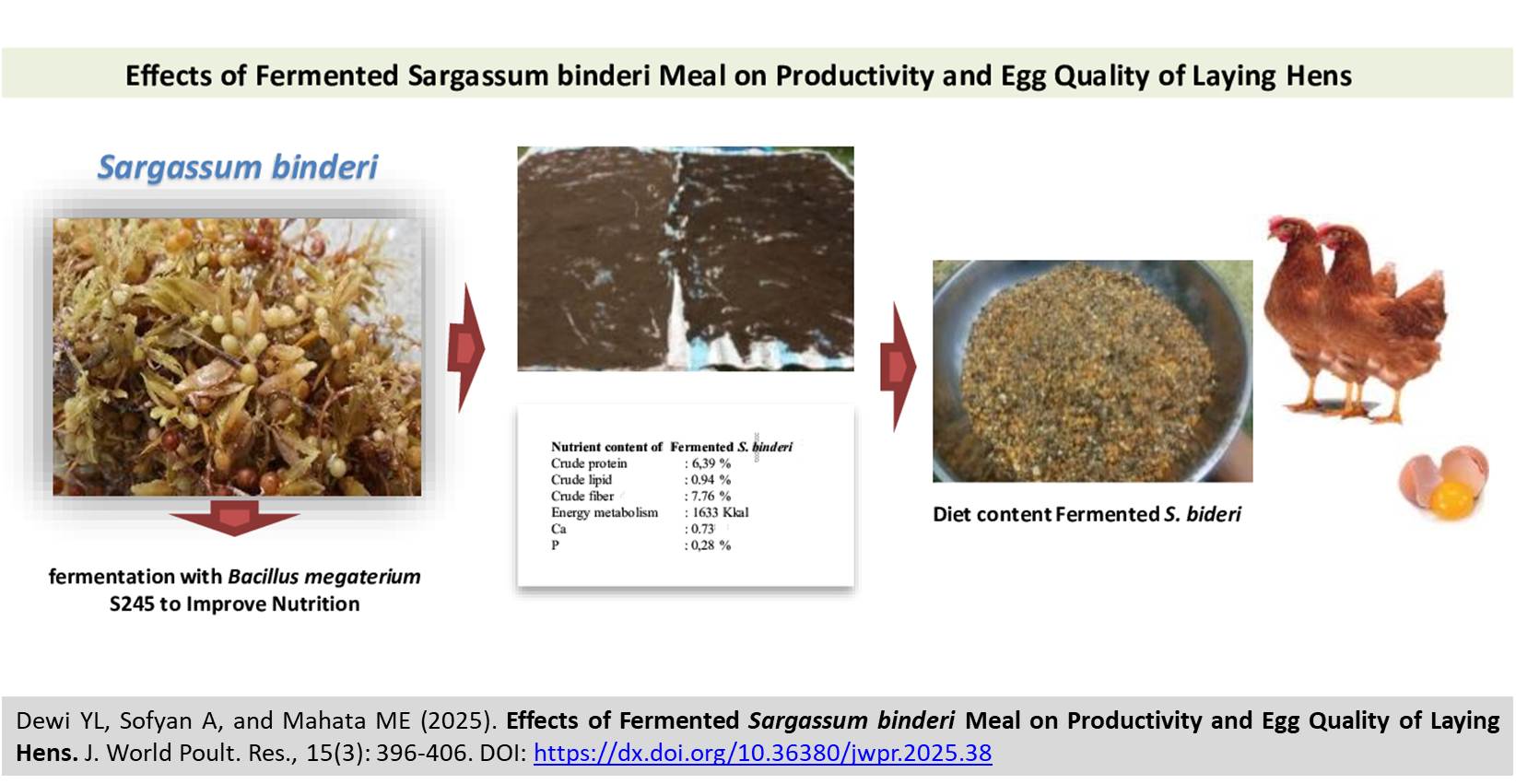 433-_Fermented_Sargassum_binderi_Meal_on_Productivity_and_Egg_Quality