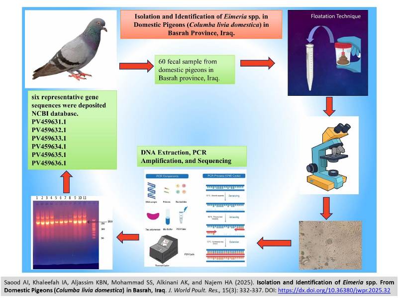 434-Eeimeria_spp_from_domestic_Pigeons
