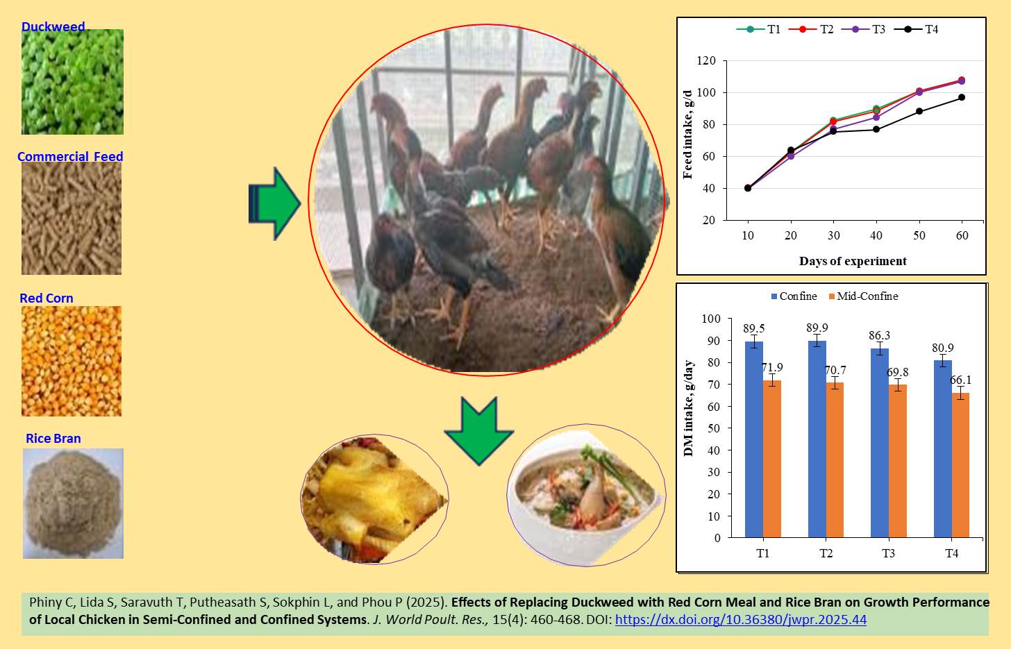447-Replacing_Duckweed_with_Red_Corn_Meal_and_Rice_Bran_on_chicken