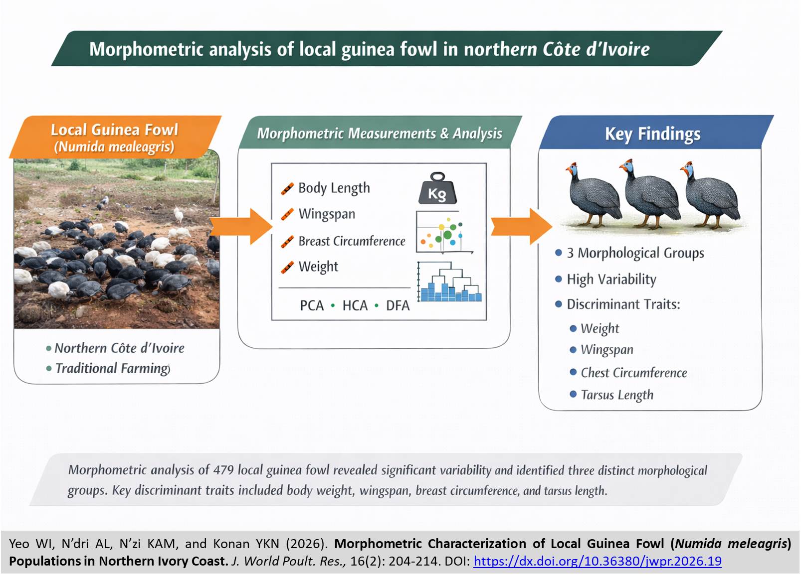 530-Local_Guinea_Fowl_Numida_meleagris_Populations_in_Northern_Ivory_Coast